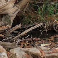 Tree Over Water