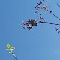 Weeds and Blue Sky