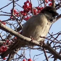 Bird in Berry Tree