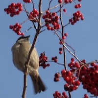 Bird in Berry Tree2