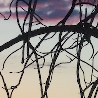 Tree Branches in Sunset